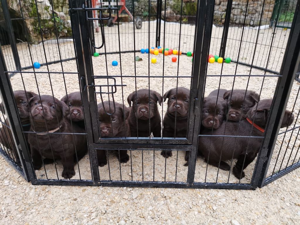 chiot Labrador Retriever De La Prairie Des Enjoués