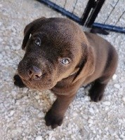 CHIOT
