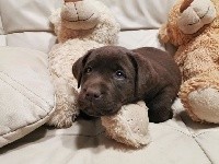 CHIOT