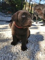 CHIOT