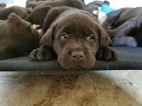 CHIOT